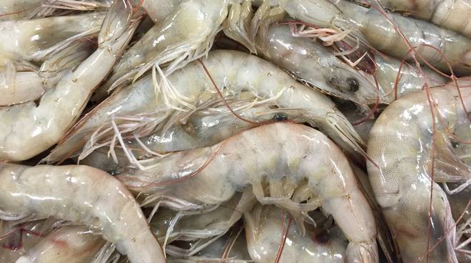 tôm thẻ Ấn Độ