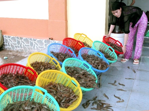 tôm thẻ Cà Mau