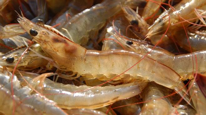 tôm thẻ Việt Nam