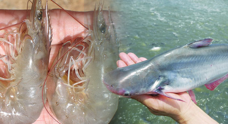 Tôm thẻ chân trắng và cá tra