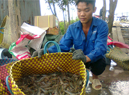 Tôm thẻ chân trắng