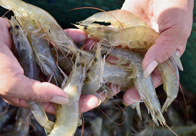 tôm thẻ chân trắng