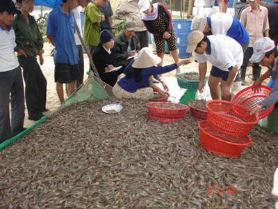 xuất khẩu tôm chân trắng chiếm 70%