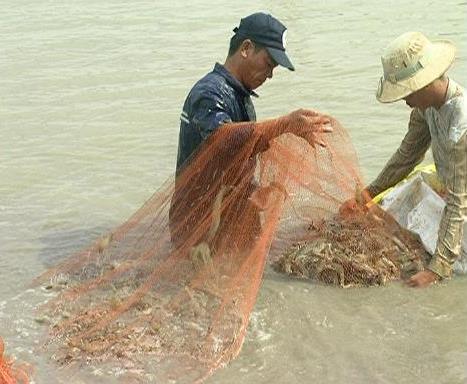 thu hoach tom chan trang