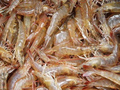 Tôm thẻ chân trắng
