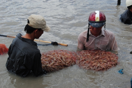 tôm thẻ chân trắng