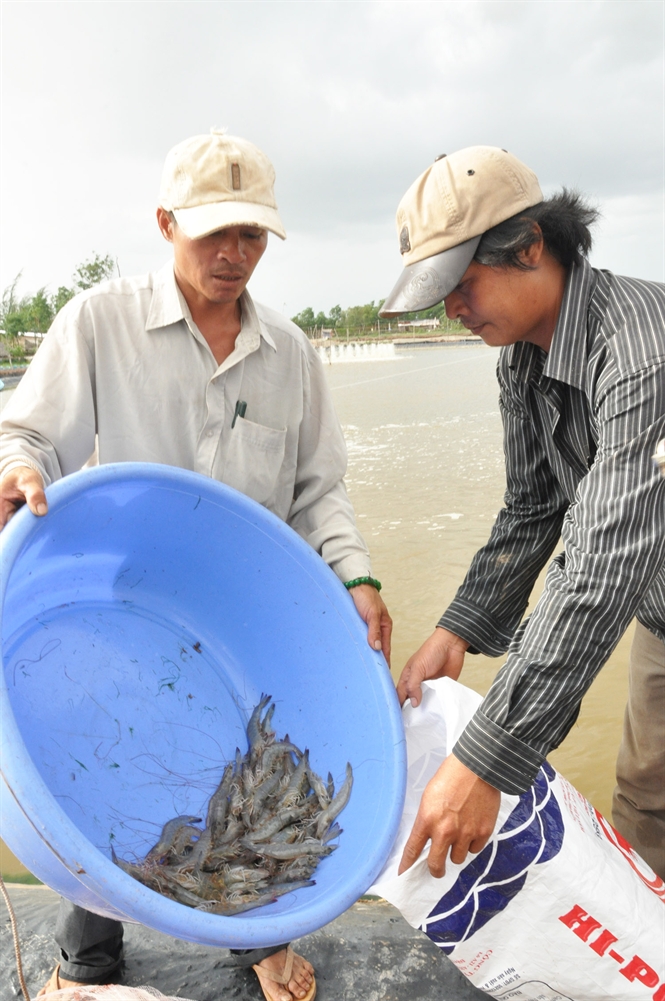 tôm thẻ chân trắng
