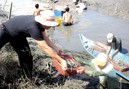thu hoạch tôm càng xanh