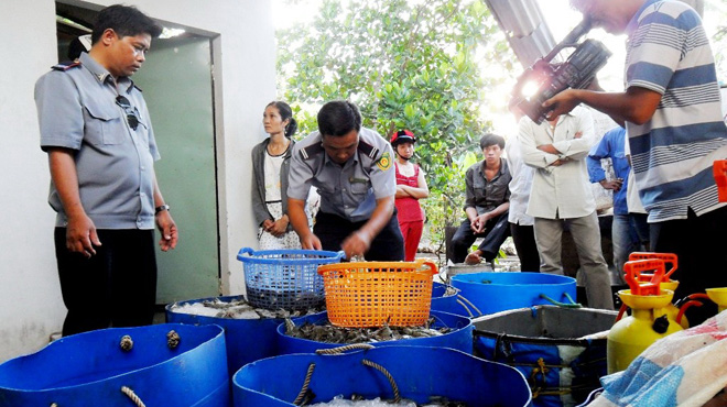 tôm tiêm tạp chất