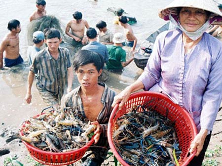 Tôm tươi Việt Nam bị nhiều nước cấm nhập (Ảnh minh họa)