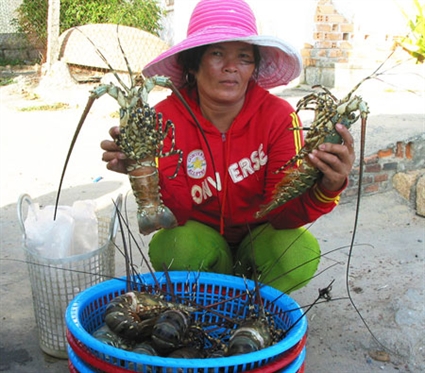 tôm hùm thương phẩm