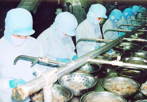 Một dây chuyền sản xuất tôm xuất khẩu. Ảnh: CTV