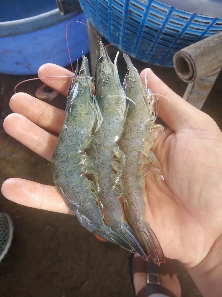 Nông sản hữu cơ Việt Nam với thị trường thế giới