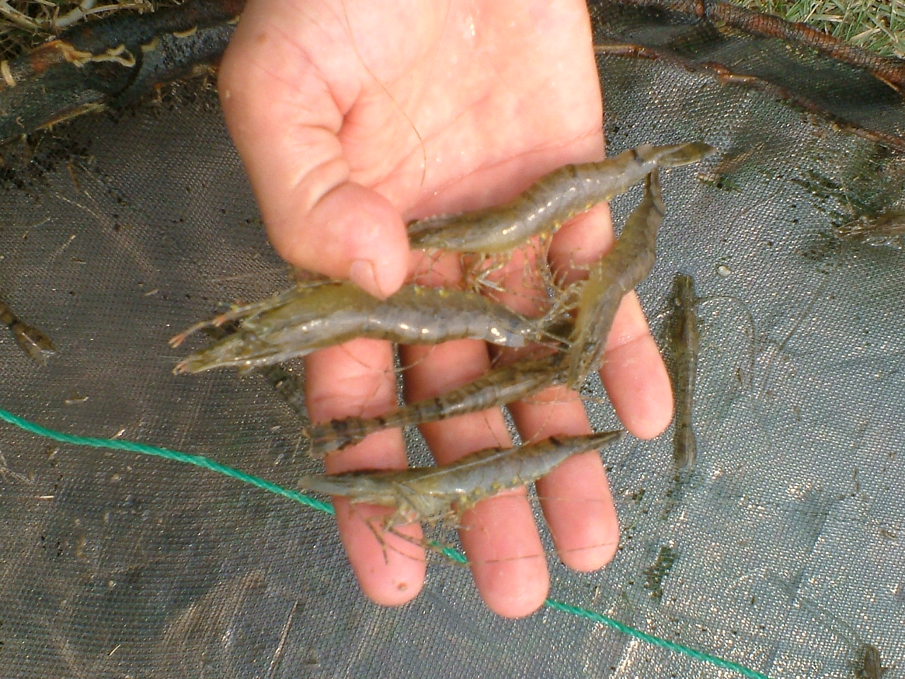 Ảnh minh họa (Nguồn: Internet)