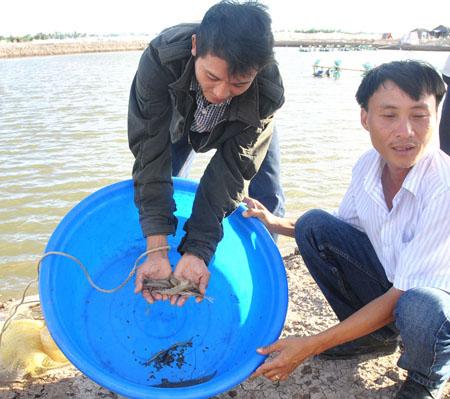 Kiểm tra sức khỏe tôm nuôi