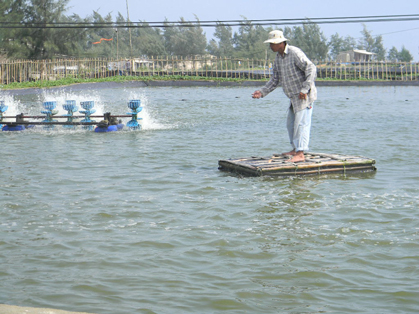 vùng cao triều, nuôi tôm