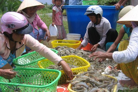 Các nhà máy thủy sản ở ĐBSCL gặp khó do thiếu tôm nguyên liệu.