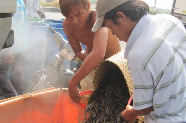 Mỹ bắt đầu thẩm tra doanh nghiệp xuất khẩu tôm Việt Nam để đưa ra phán quyết cuối cùng về thuế chống trợ cấp vào cuối tháng 8-2013. Trong ảnh là nông dân Trà Vinh thu hoạch tôm - Ảnh: Trung Chánh.