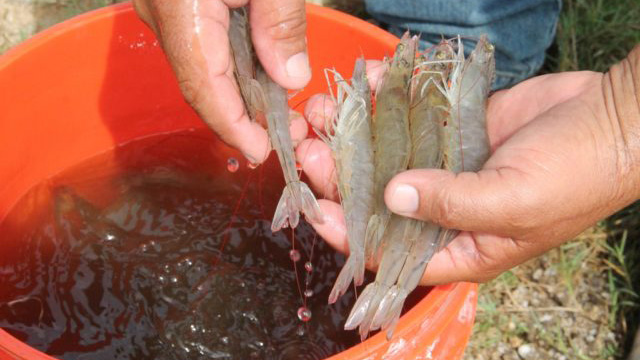 Bà Rịa Vũng Tàu: Bấp bênh “làng sản xuất giống hải sản mặn lợ”