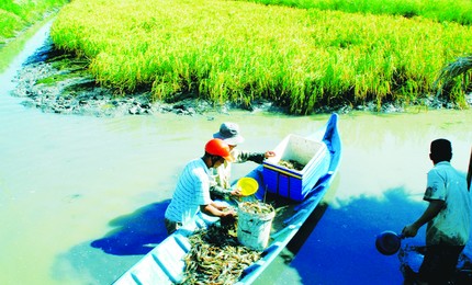 tôn lúa nhân rộng