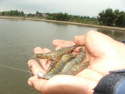 Bảo hiểm nuôi tôm để tránh rủi ro