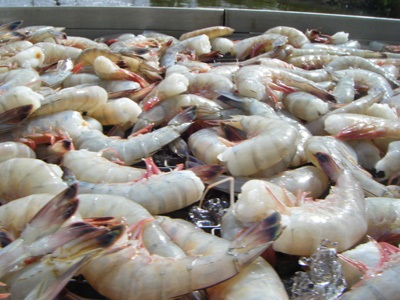 tôm sú