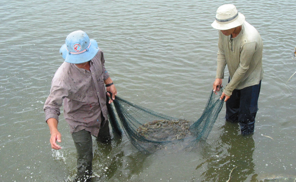 tôm thẻ chân trắng