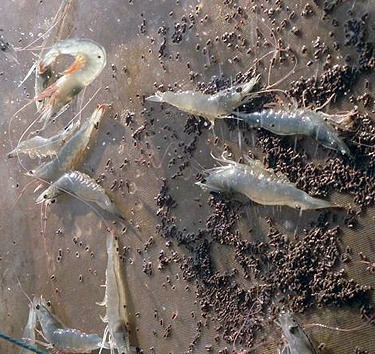 tôm thẻ chân trắng