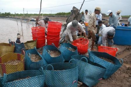 thu hoạch tôm thẻ chân trắng