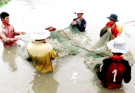 Thu hoạch tôm ở Cà Mau (Ảnh: Internet)