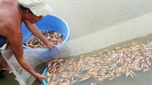 Tôm chết hàng loạt tại nhiều địa phương