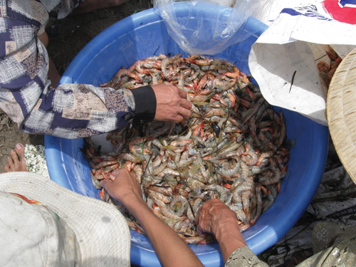 dịch bệnh trên tôm thẻ