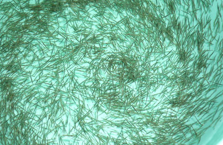 Tôm giống (Nguồn: Internet)