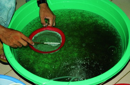 Nỗi lo chất lượng tôm giống