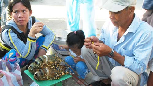 Tôm hùm nuôi tràn lan, chết hàng loạt