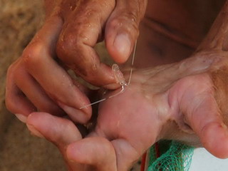 tôm hùm giống