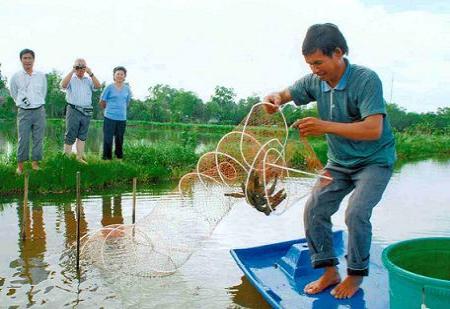 Mô hình lúa - tôm đang đem lại hiệu quả cao