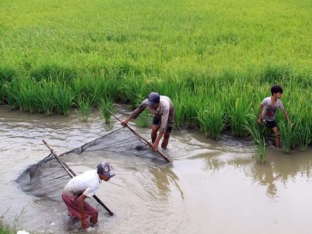 Tôm-lúa ở Hồng Dân, Bạc Liêu