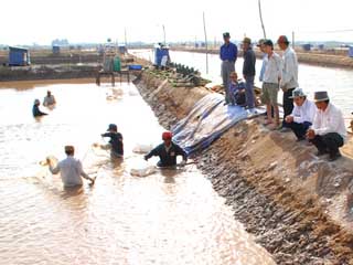 Nông dân Bạc Liêu thu hoạch tôm thẻ chân trắng.