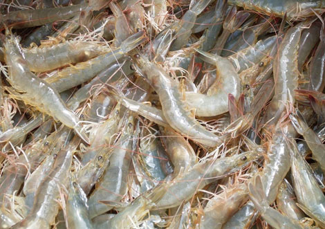 tôm thẻ chân trắng