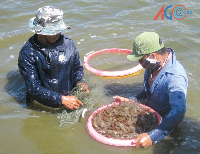 tôm thẻ chân trắng nước ngọt