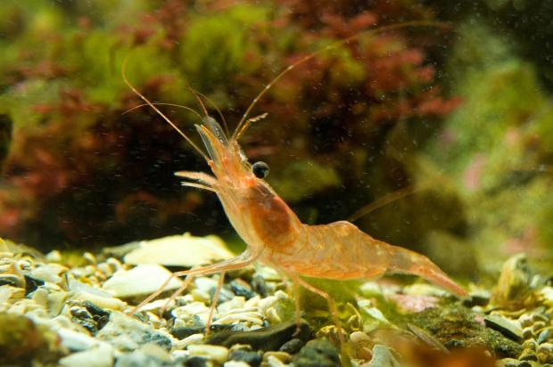 Ảnh minh họa (Nguồn: Rudi Caeyers)