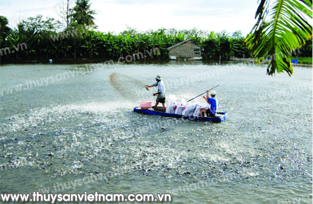 VietGAP tương đương 80% GlobalGAP nhưng vẫn chưa được quốc tế công nhận - Ảnh: Huy Hùng