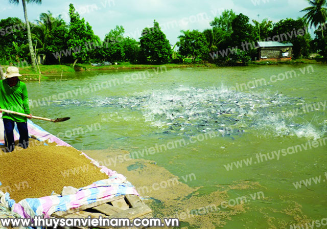 Ao nuôi cá tra theo tiêu chuẩn VietGAP ở Cồn Khương, Cần Thơ