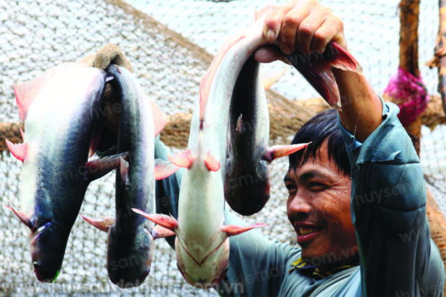 Năm 2012, ngành cá tra Việt Nam đối diện với nhiều khó khăn - Ảnh: Lê Hoàng Vũ