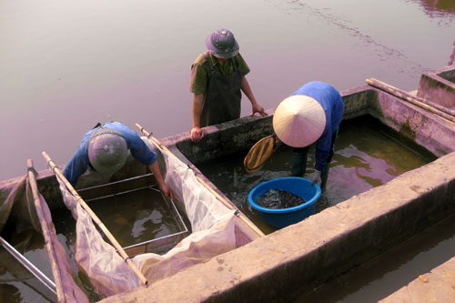 trại cá Hòa Sơn