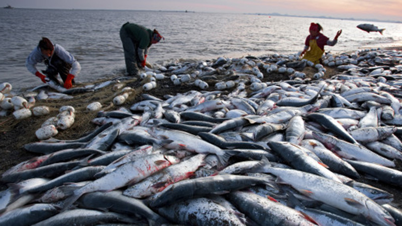 Ai Cập dự kiến xây dựng trại nuôi thủy sản lớn nhất Trung Đông