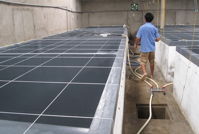 trại dèo tôm giống