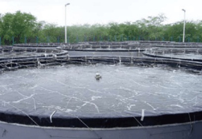 trại giống, chất lượng giống, tiêu chuẩn giống