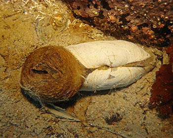 Loài trai Laternula elliptica ở Nam Cực. (Ảnh: Oikonos)